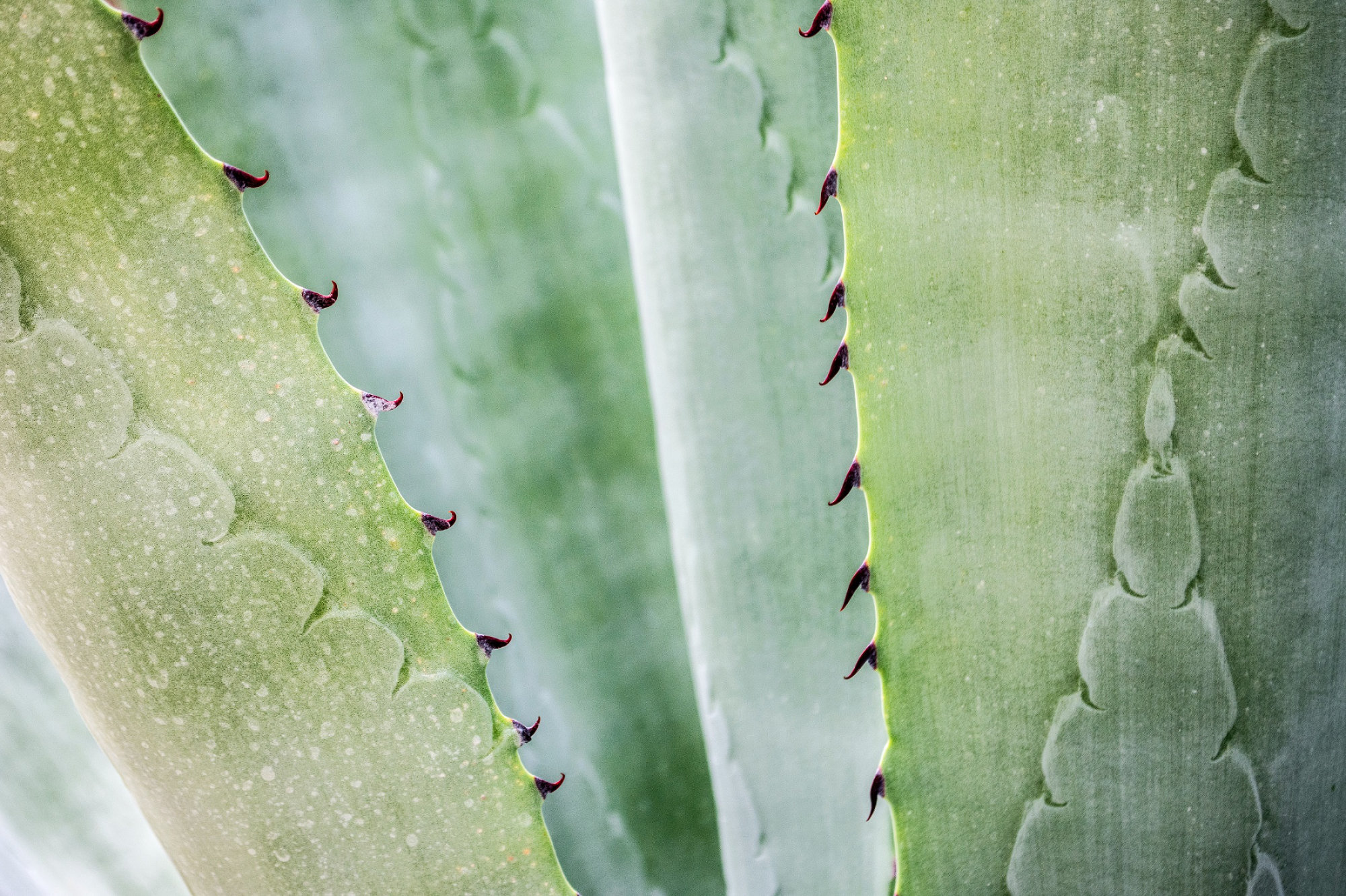 Aloe Vera Leaves