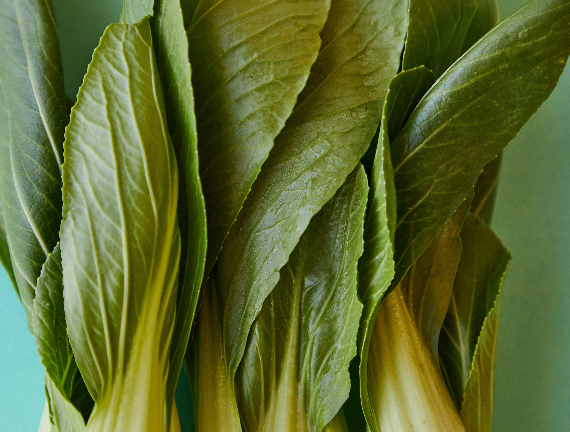 Choy Sum/pak Choi Sum