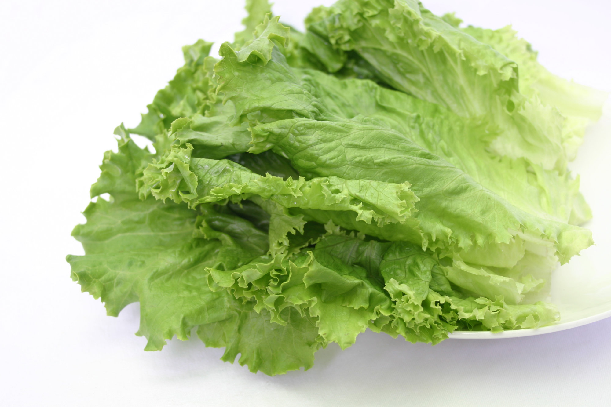 Lettuce — Lollo Bionda/Coral - Green