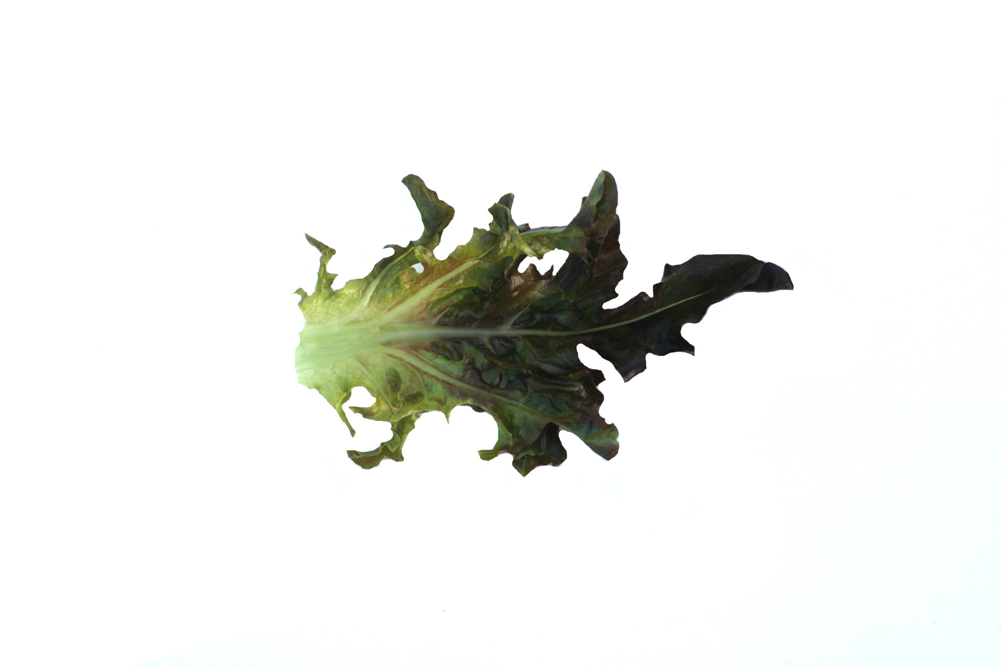 Lettuce — Oak Leaf - Reg