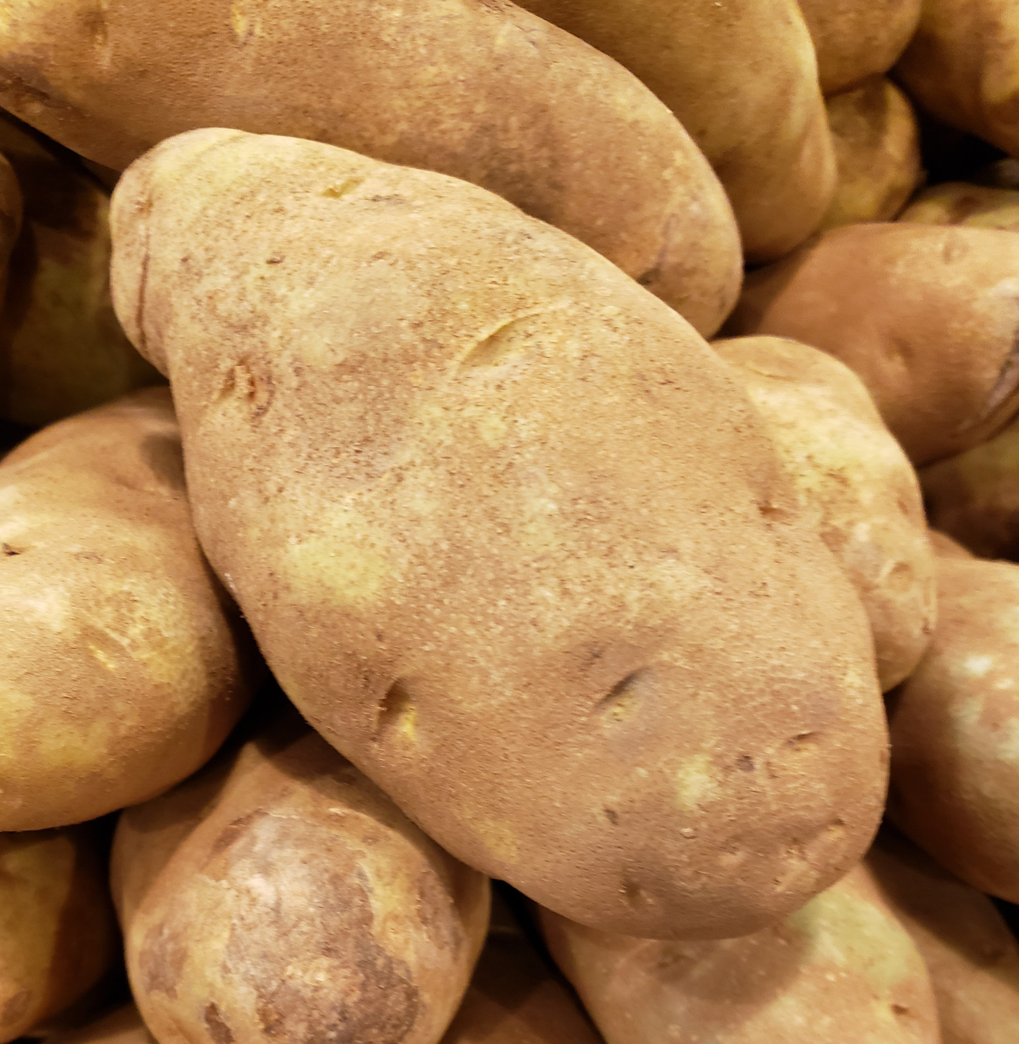 Potato — Baking - White