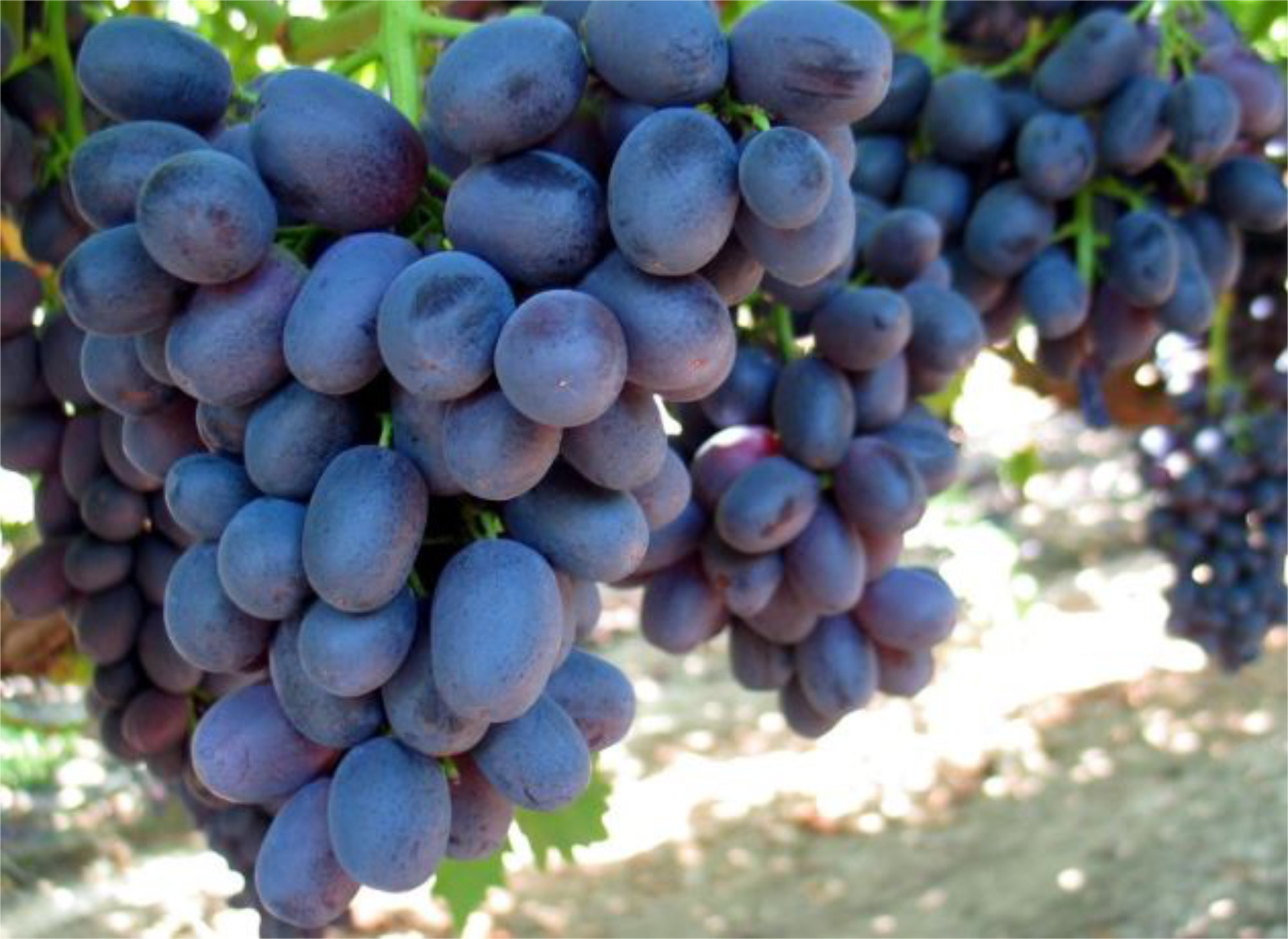 Grapes — Sugrathirteen