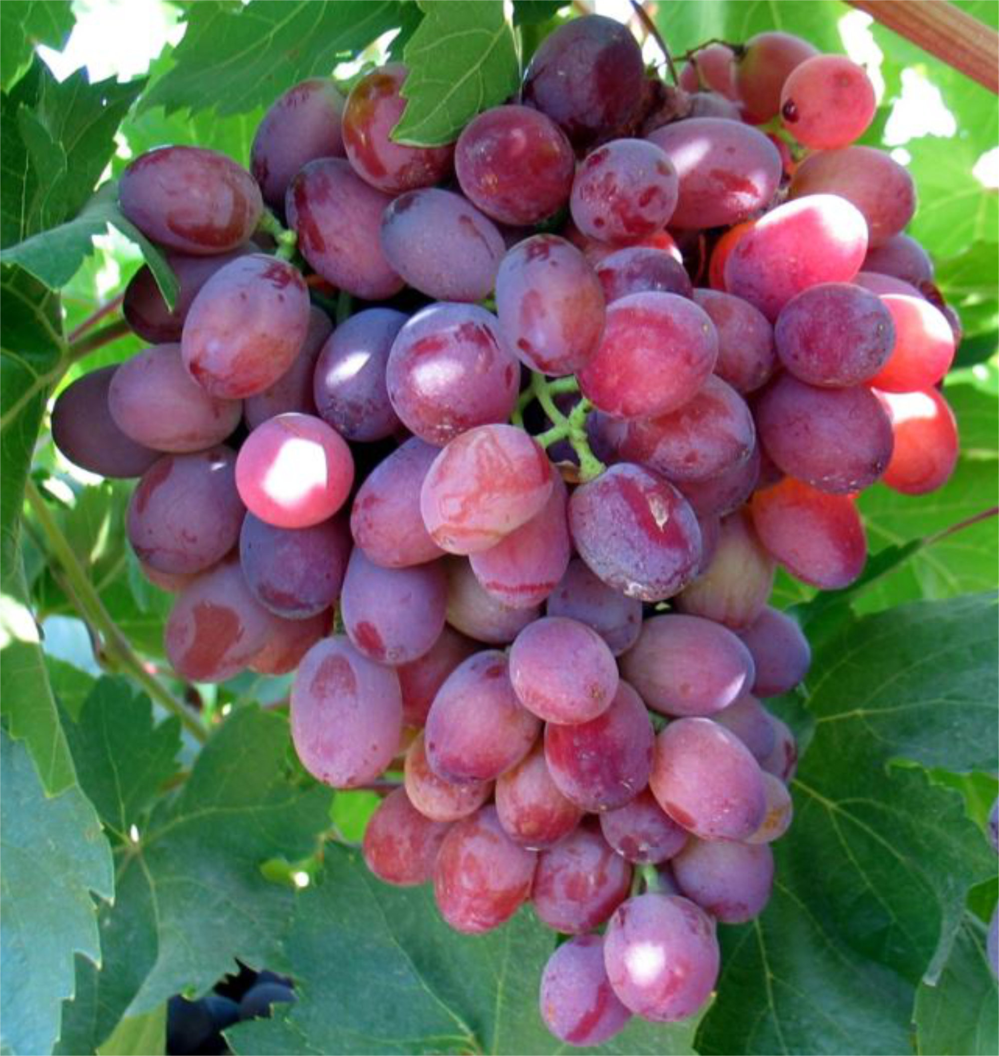 Grapes — Sugranineteen