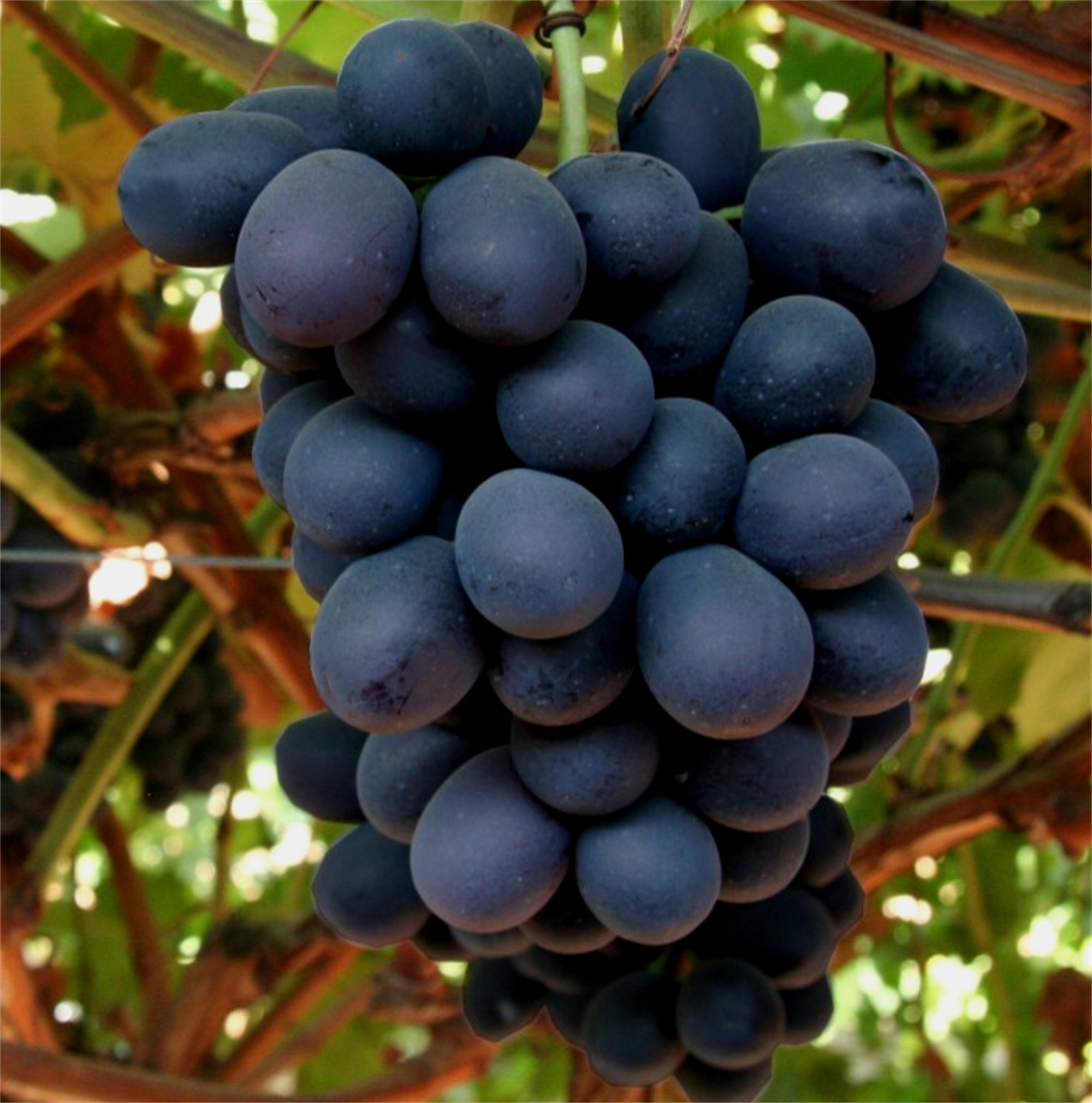 Grapes — Sugrathirtyfour