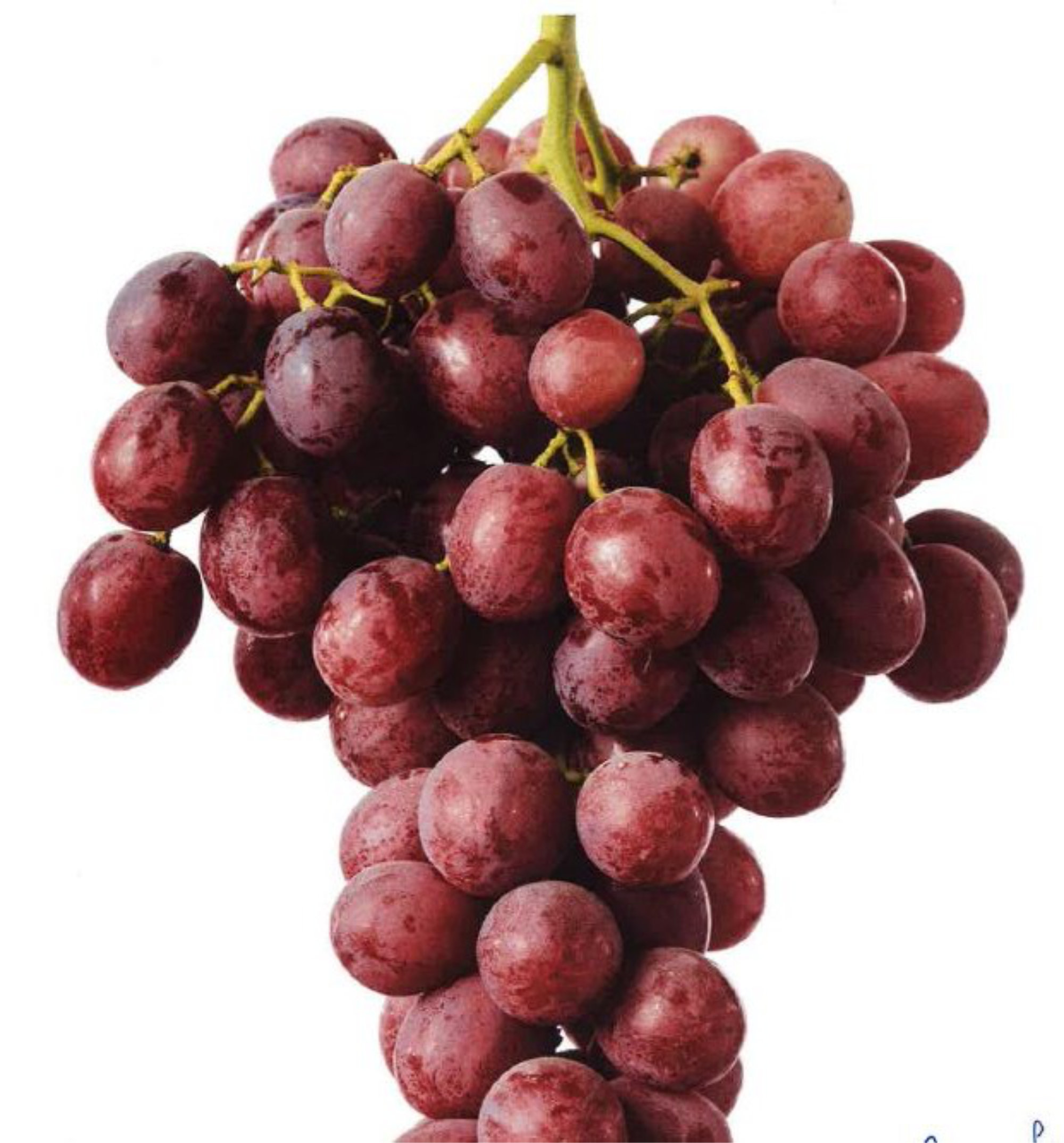 Grapes — ARRA TWENTYNINE