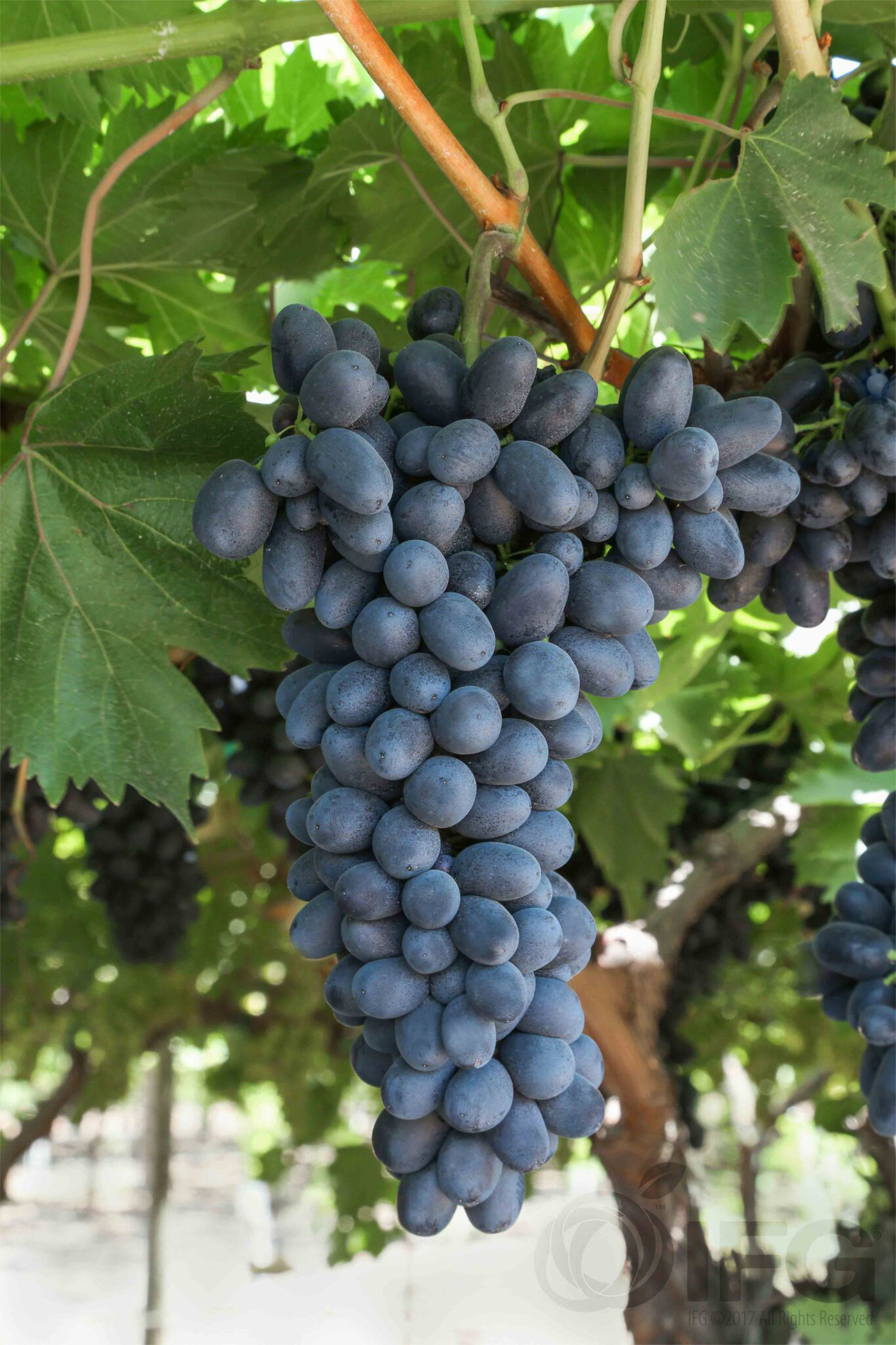Grapes — IFG Core Black Seedless 