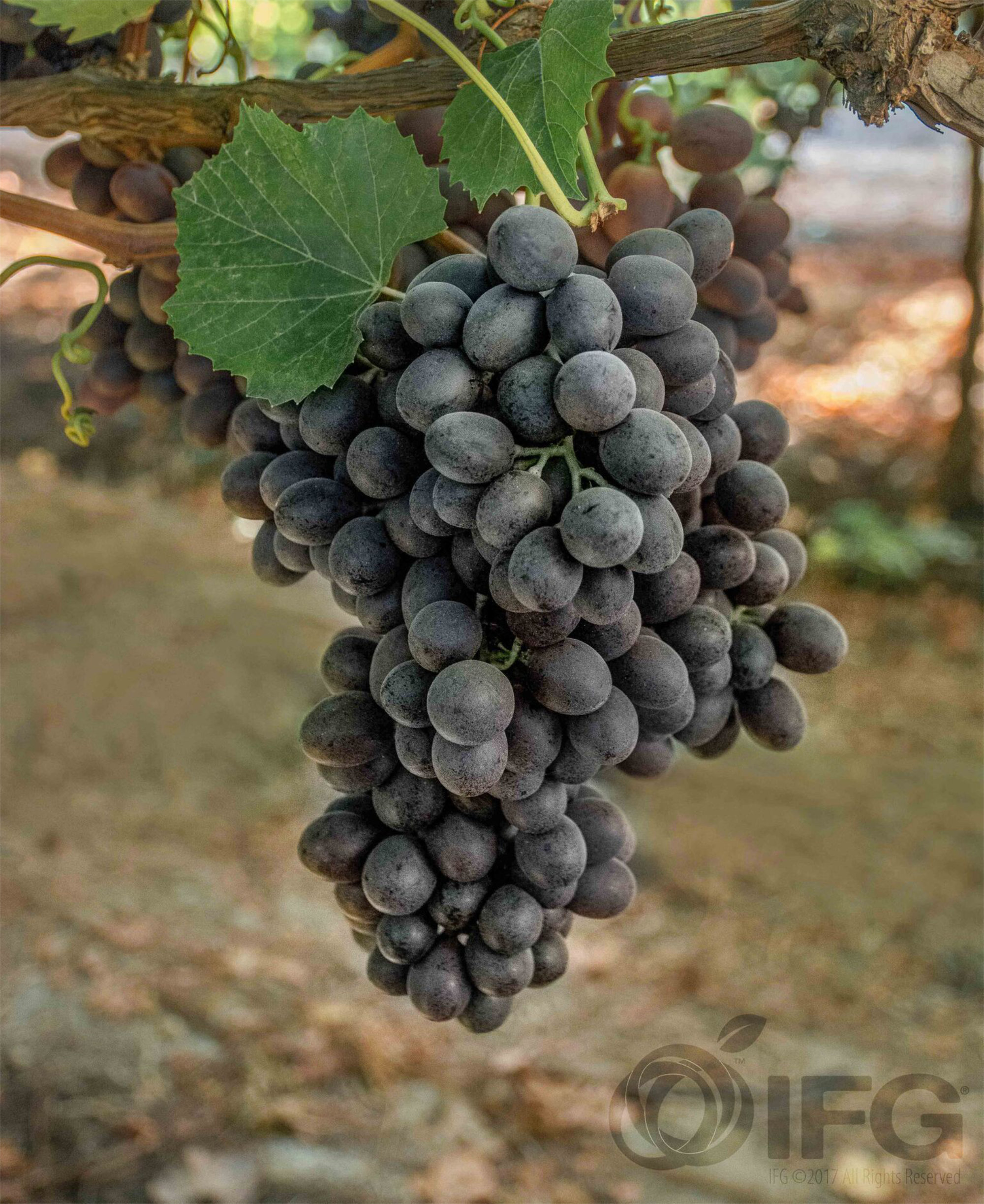 Grapes — IFG Novelty Black Seedless