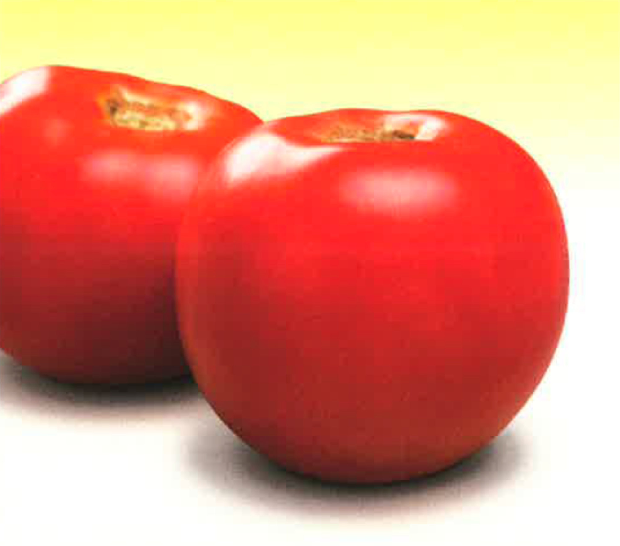 Tomatoes — Round