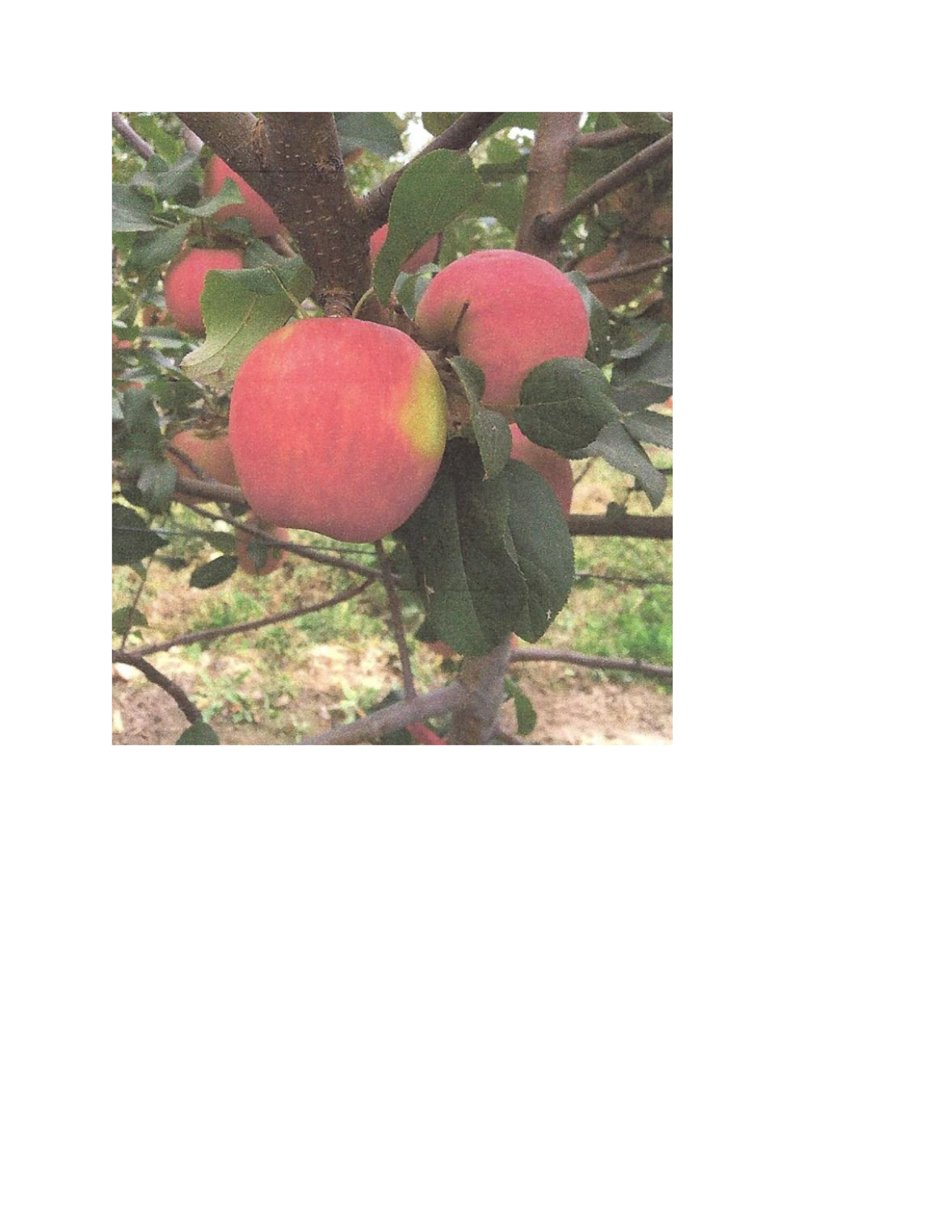 Apples — Regal D5-100