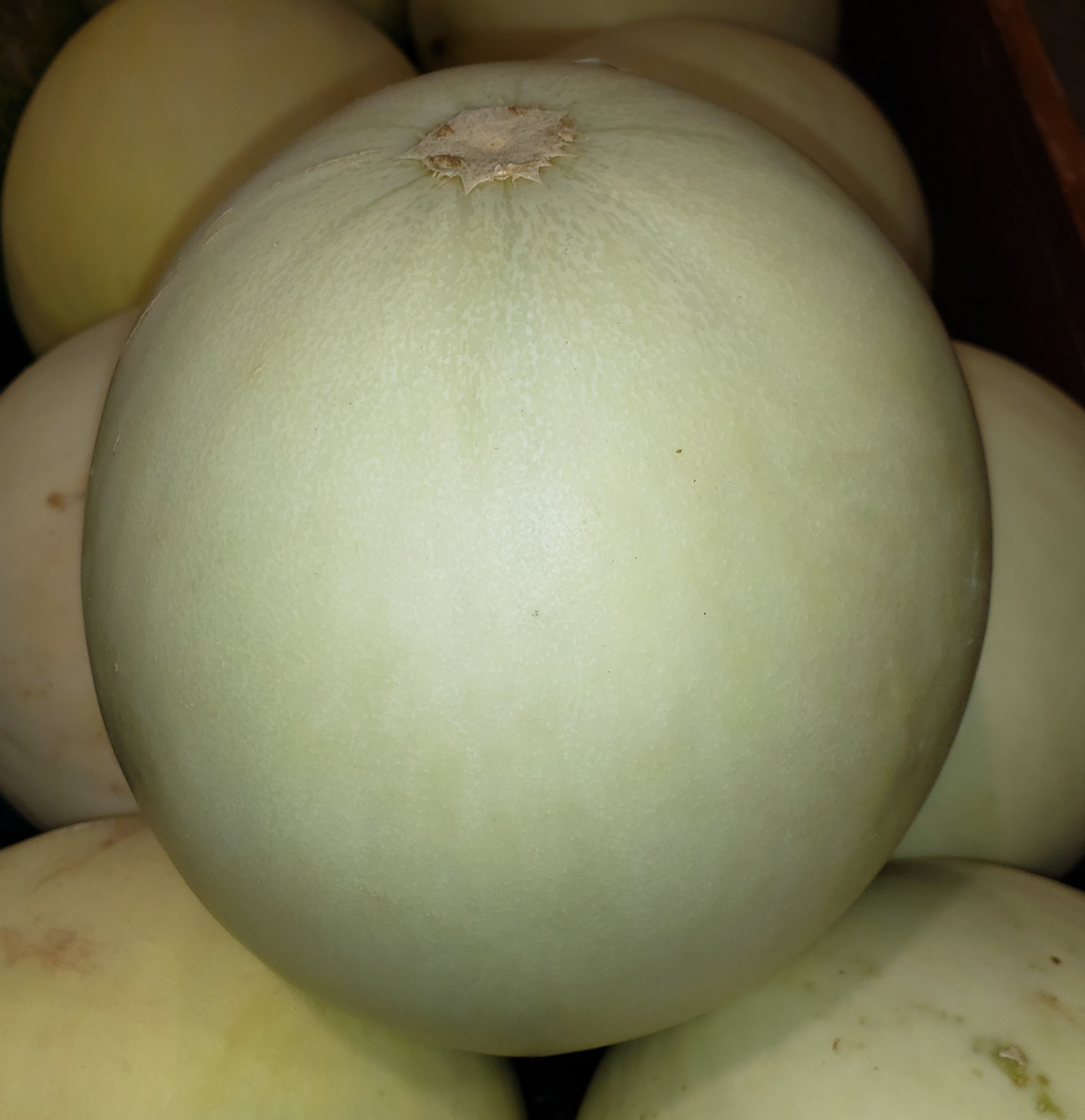Melon — Honeydew/White Honeydew