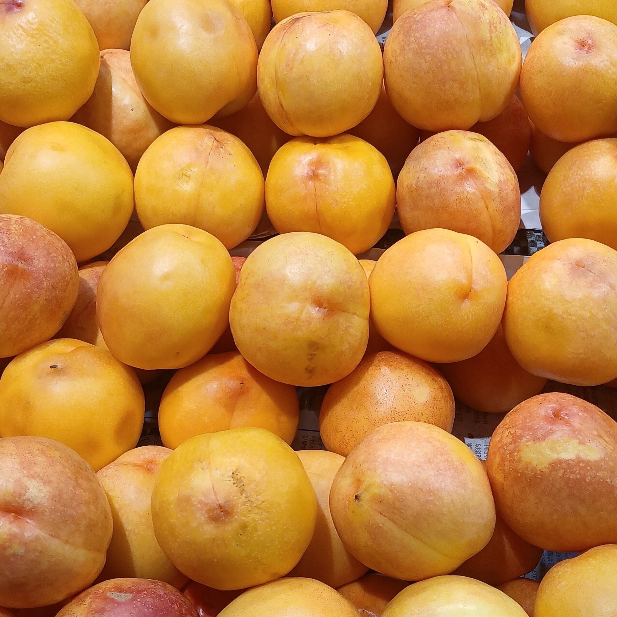Nectarine — Yellow Flesh