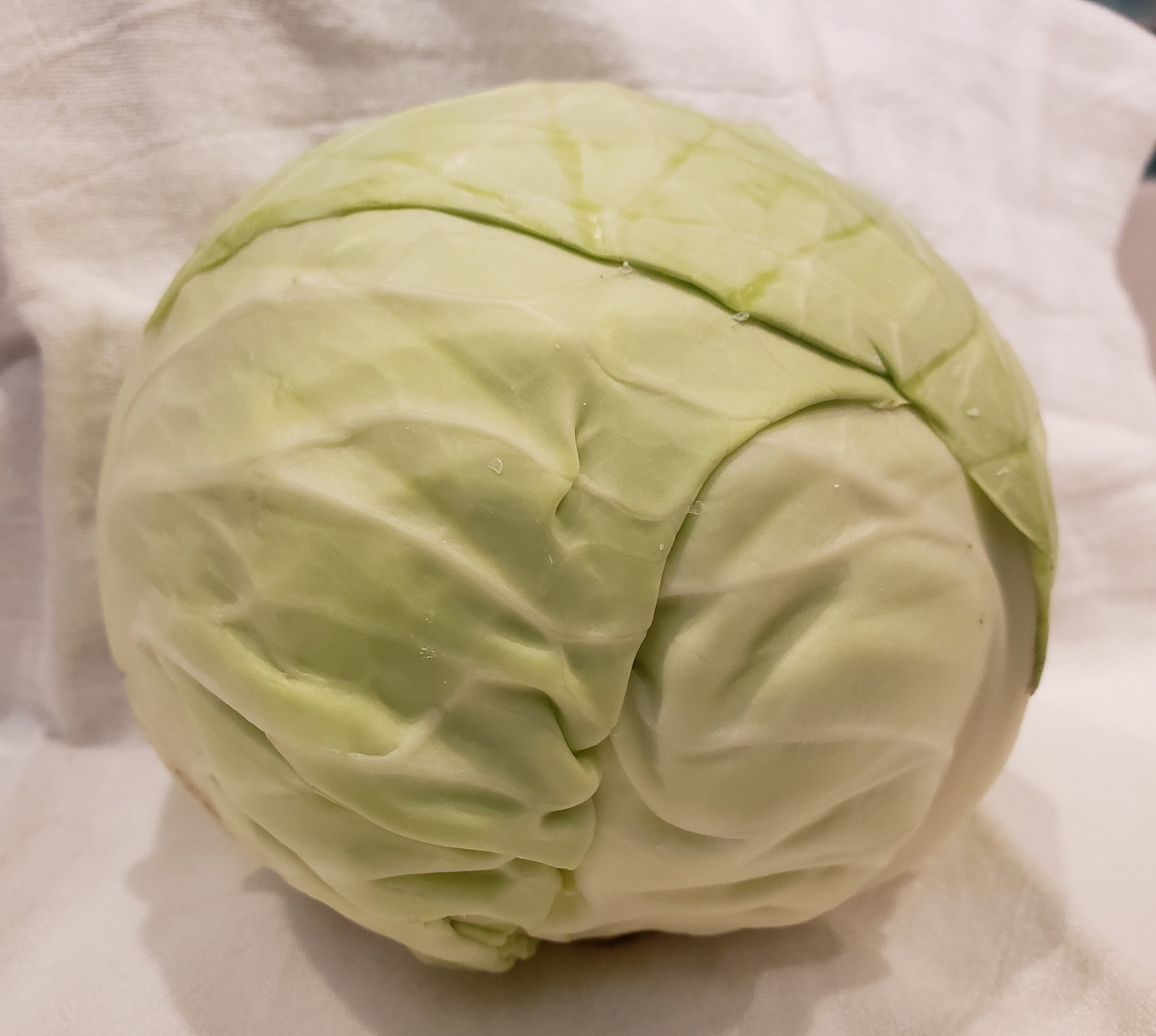 Cabbage — Green