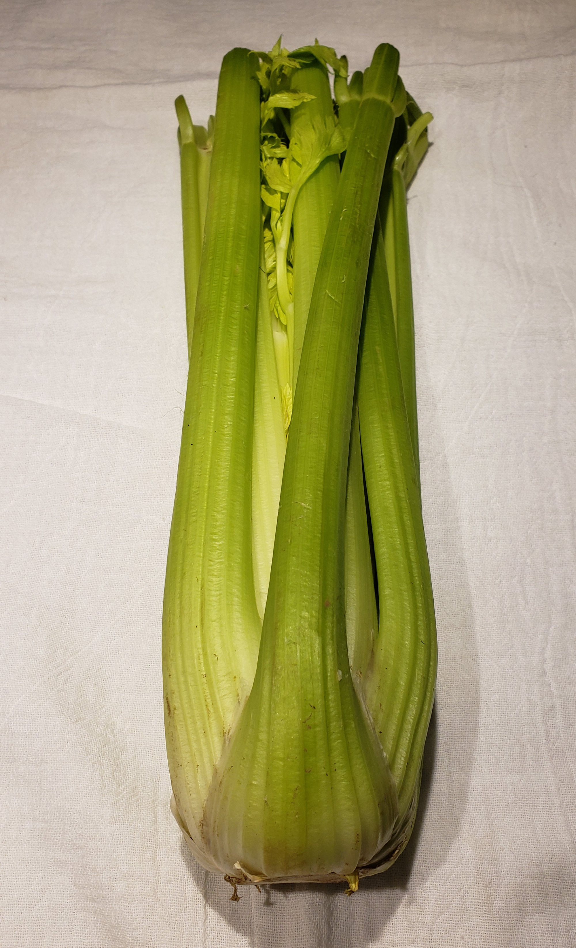 Celery — Bunch