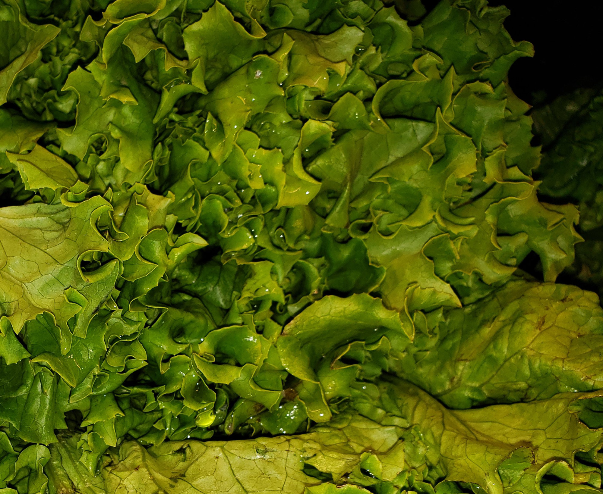 Lettuce — Green Leaf