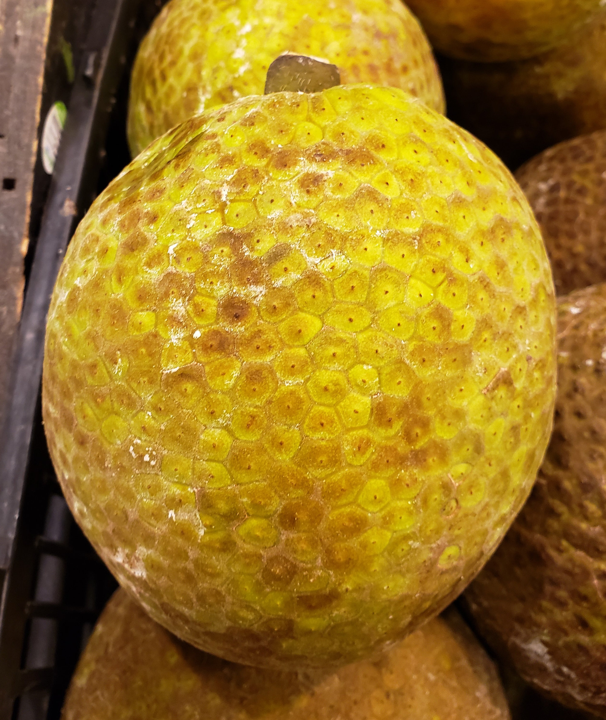 Breadfruit