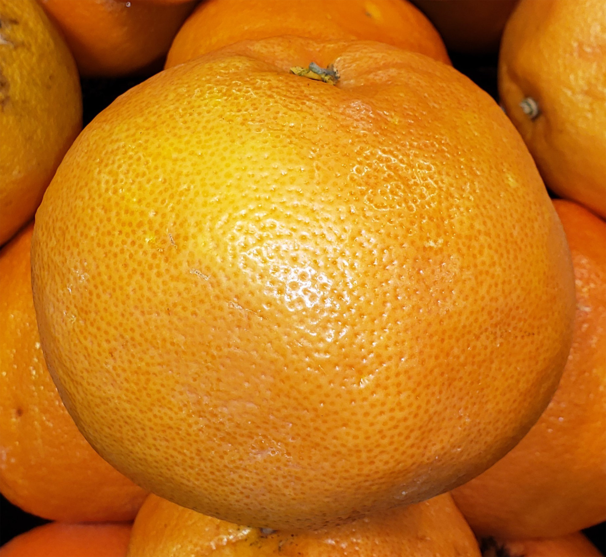 Grapefruit — Ruby/Red/Pink (Includes Ray Ruby, Ruby, Ruby Red)