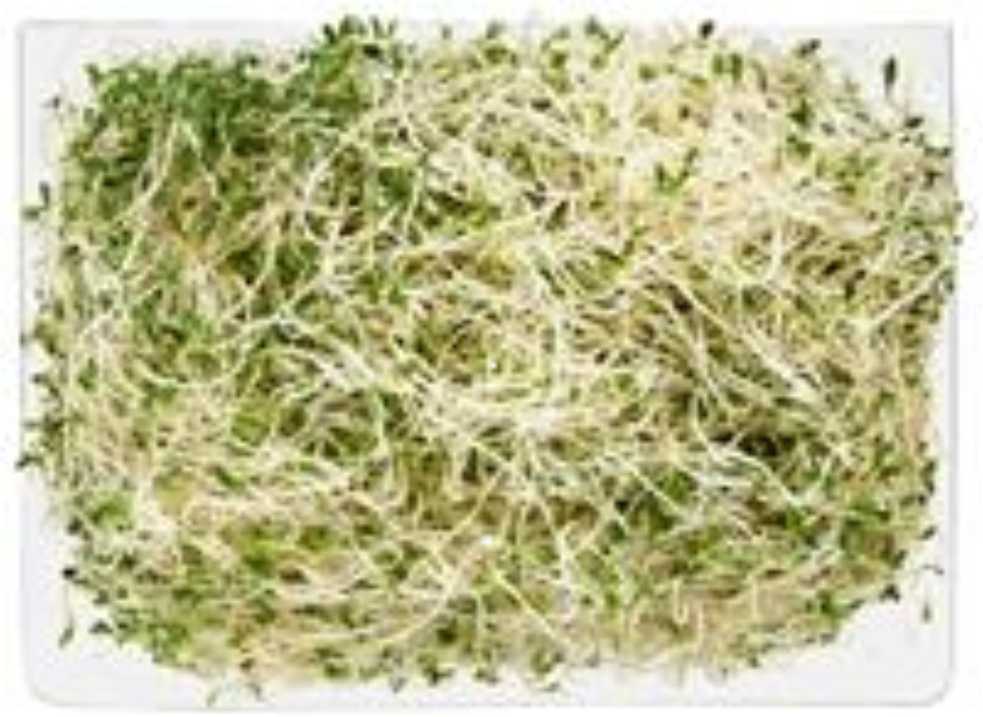 Alfalfa Sprouts