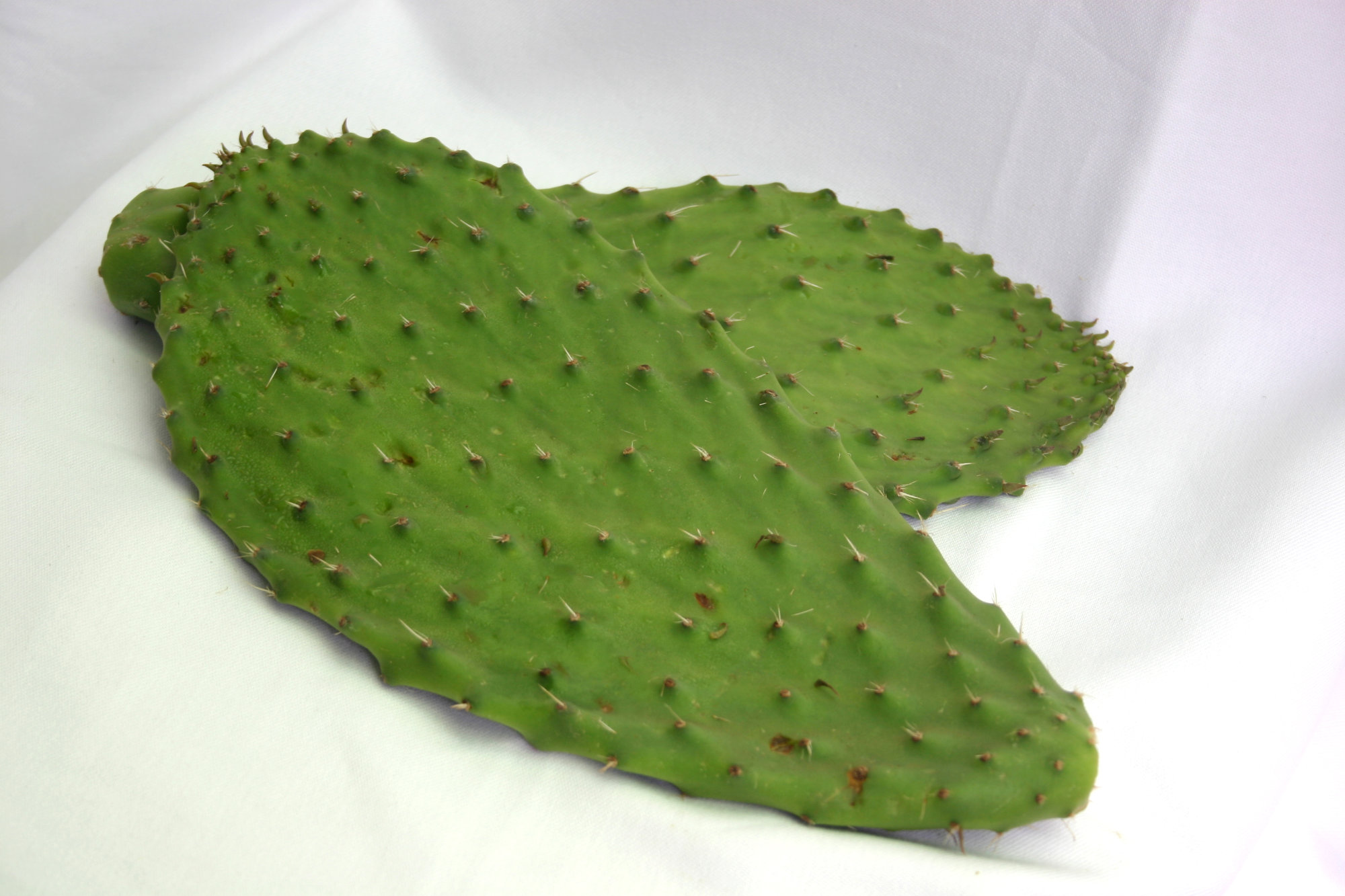 Cactus Leaves (Nopales/cactus Pads)