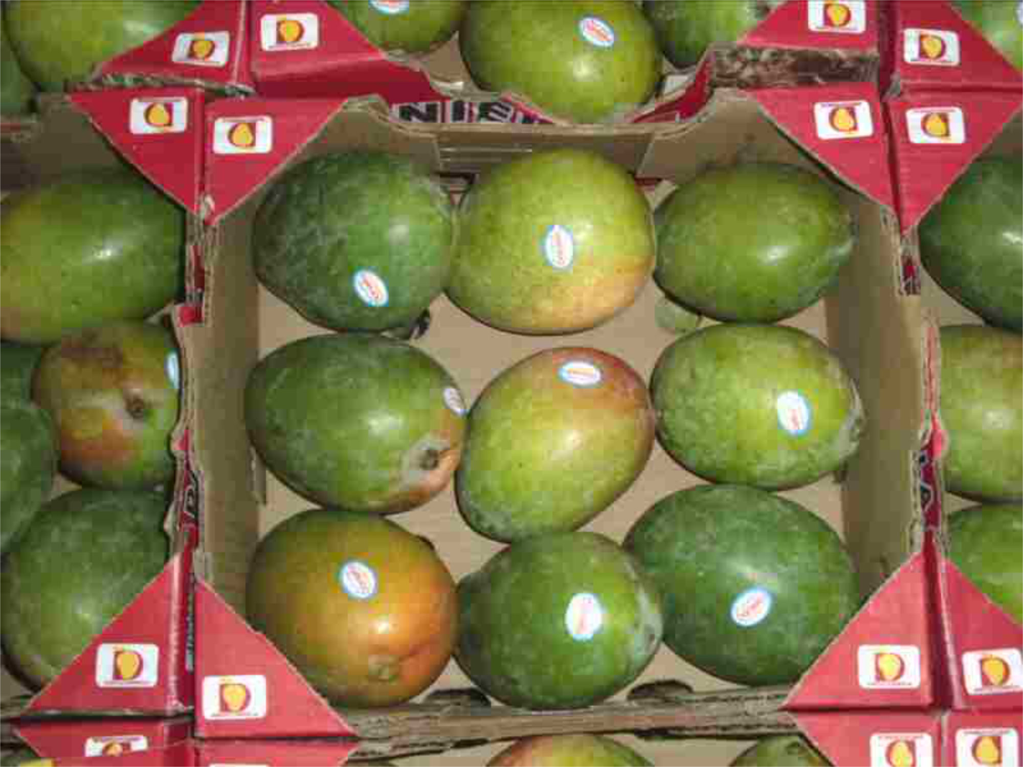 Mango — Green (Includes Keitt and Francis)