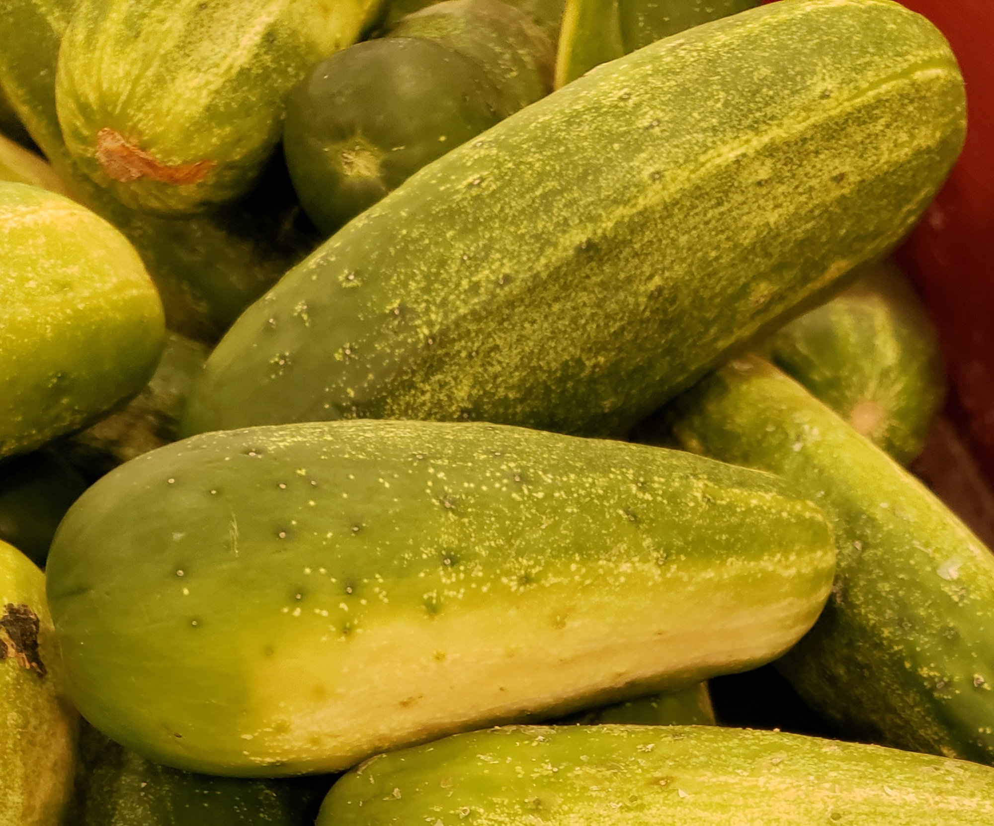 Cucumber — Pickling/Gherkin
