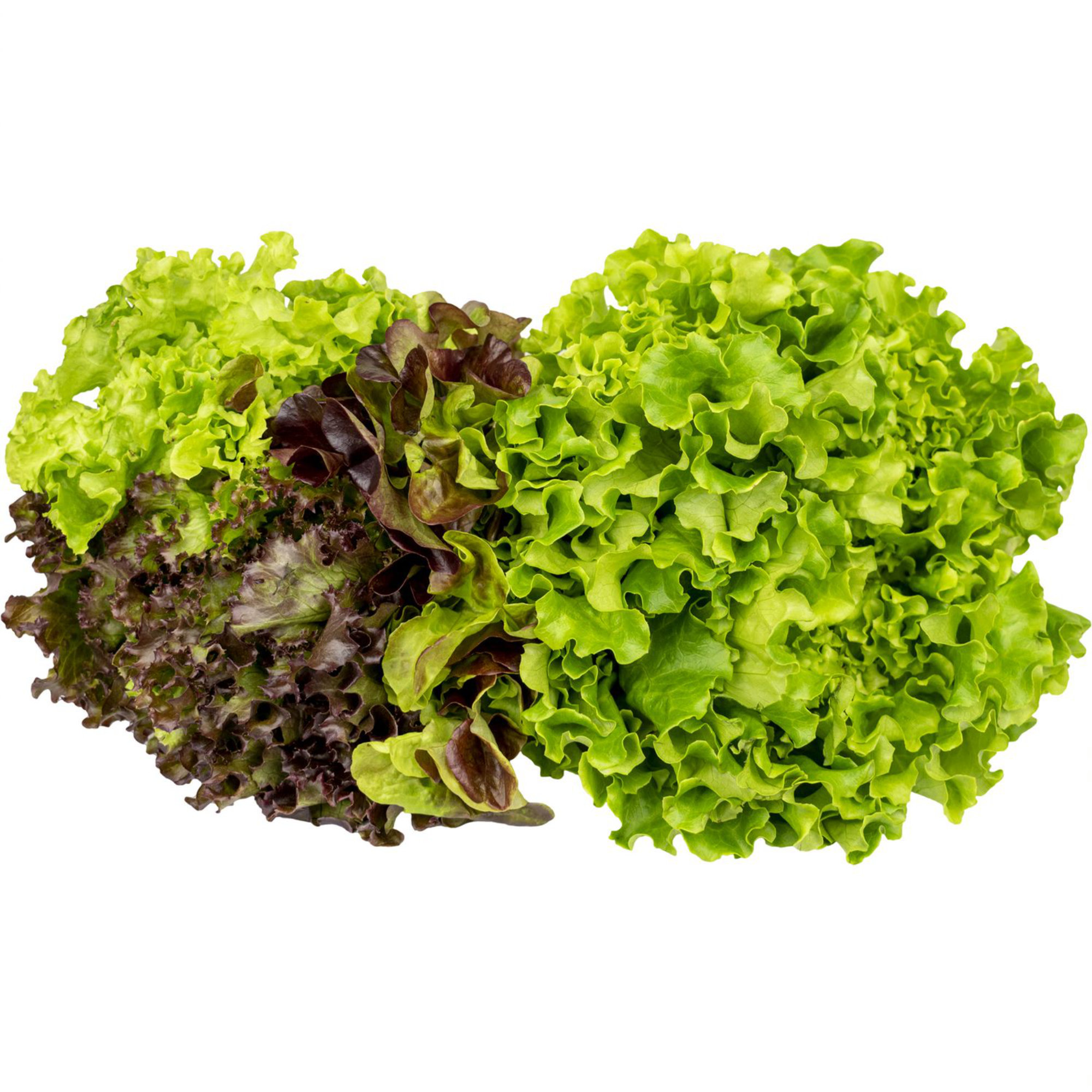 Lettuce — Hydroponic