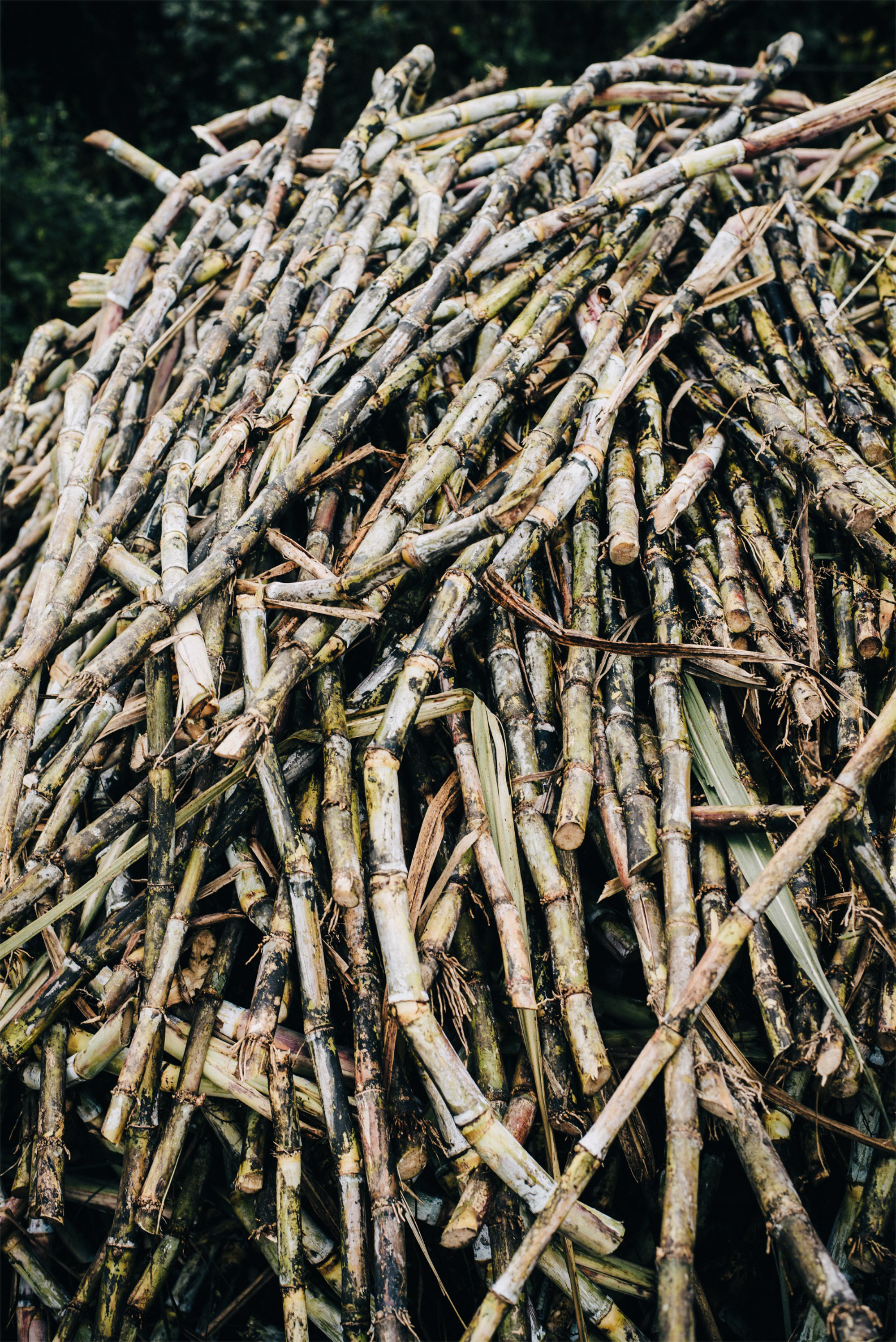 Sugar Cane