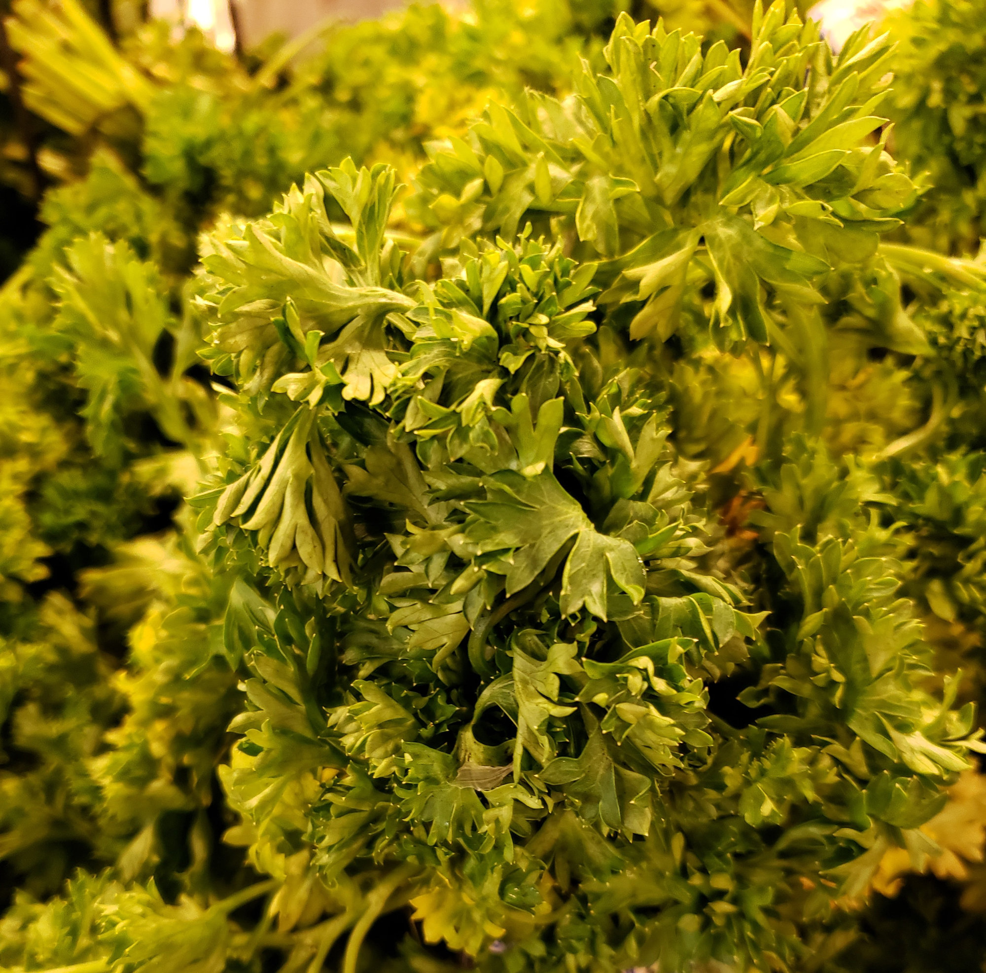 Parsley — Regular/Curly